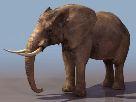 3d elephant - 3d, animal, elephant