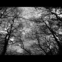 Dark Forest