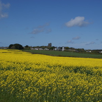 over golden fields