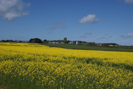 over golden fields - nature, sky, flowers, field, golden, gold