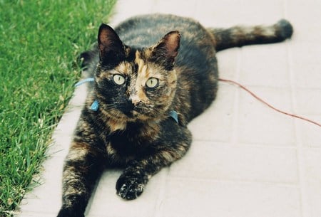 Little angel - portrait, outdoors, cat, calico