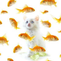 Daydreaming Kitty