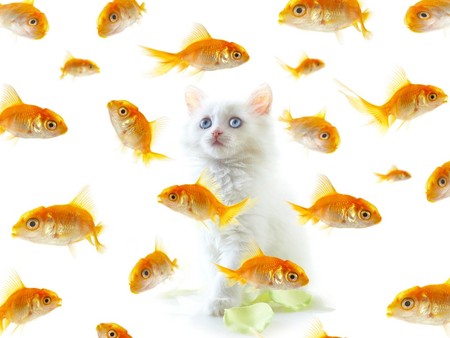 Daydreaming Kitty - daydreaming, cat, kitty, fish, funny, goldfish, dreaming, kitten