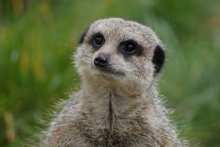 mr meerkat