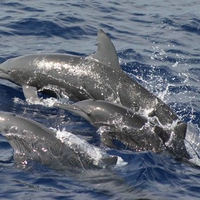 Dolphins