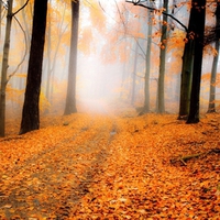 Autumn Forest