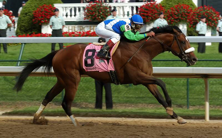 Barbaro Winning the Kentucky Derby F5 - thoroughbred, wide screen, kentucky derby, photography, equine, thorobred, racing, horse, animal, photo, racehorse