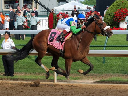 Barbaro - Horse F5 - thorobred, photography, kentucky derby, photo, horse, Thoroughbred, equine, animal, racehorse