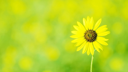 Yellow fever for Anne (YellowForever) - yellow, gift, beautiful, petals, single, flower