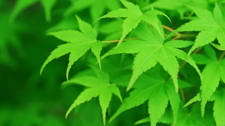 Green Leaves - fresh, green, leaf, maple, leaves