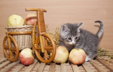 Nearer the apples - fluffy, grey, apples, animal, kitten, still life, cat, kitty