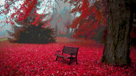 Red Carpet - carpet, autumn, red, bench, tree, leaves