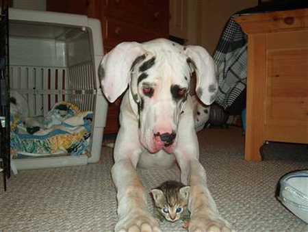 BIG PUPPY AND LITTLE KITTY