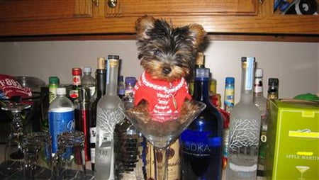 MARTINI MINI PUPPY - booze, bottles, glass, puppy