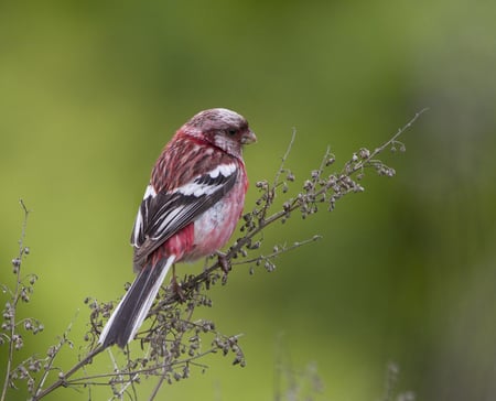 Long-tailed Rosefinch - long-tailed, bird, rosefinch, beautiful