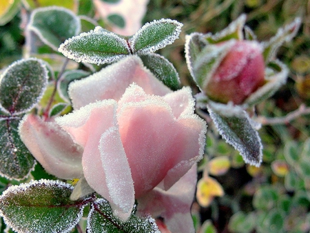 Frozen pink rose - nature, pink, frozen, rose, flower