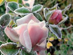 Frozen pink rose