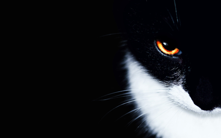 CAT EYES - black, white, burning, eyes, cat