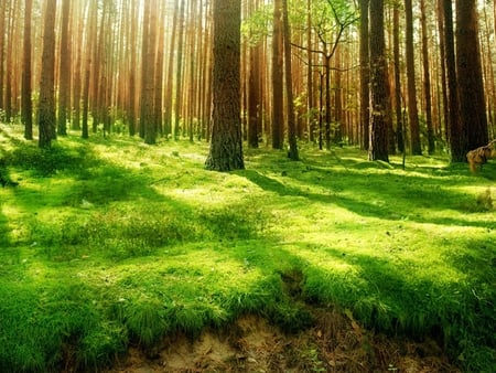 Green Forest - rays, trees, sunlights, nature, view, forest, beautiful, green, grass, talls