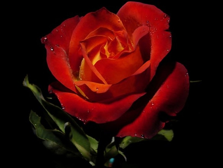 Red, Red Rose