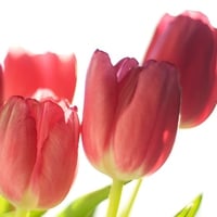 Tulips for Dear Jackii