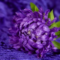 Purple flower on dark blue background