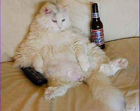 RELAXING PUSS - beer, tv, remote, cat