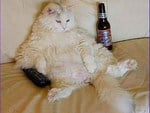 RELAXING PUSS