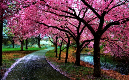 PINK NATURE - pond, autumn, road, pink, tree, park