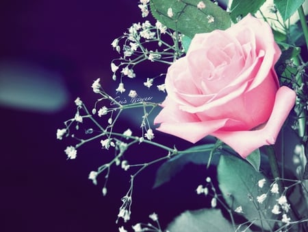 roses_are_red - nature, flowers, rose, pink