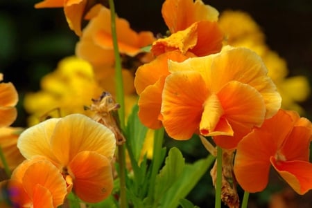 orange_pansies - flowers, nature, garden, 3d, orange