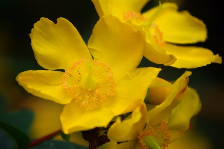 hypericum - nature, flowers, yellow, 3d