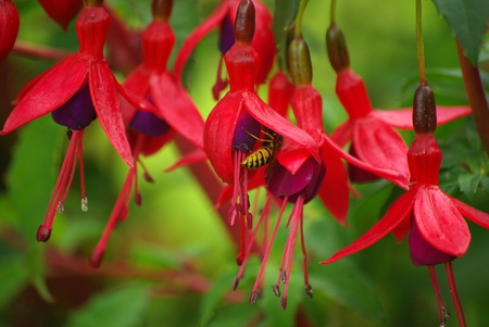 red_fuchsias - flowers, bee, nature, red