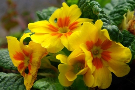 primroses_yellow - nature, flowers, yellow, roses