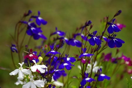 butterfly_flowers - white, nature, flowers, blue