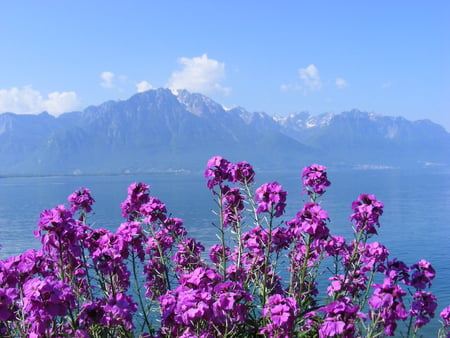 switzerland - nature, purple, flowers, mountain