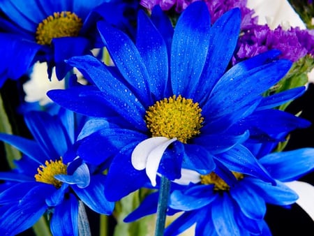 Blue Daisies - plants, flowers, nature, photography