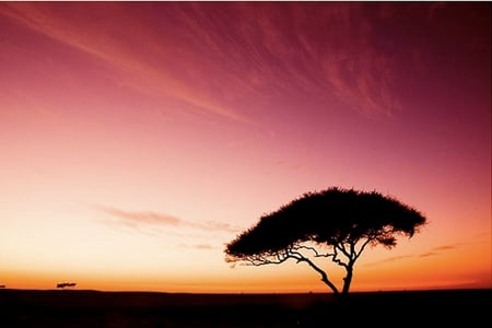 Pink Sunset - sunset, orange, pink, tree