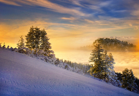 Snowy Sunset - sky, trees, snow, field, sunset