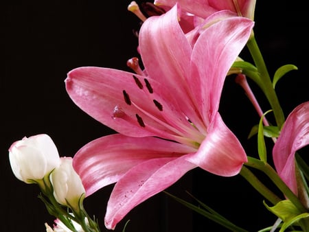 Beautiful pink flower - nature, lily, photography, beautiful, flowers