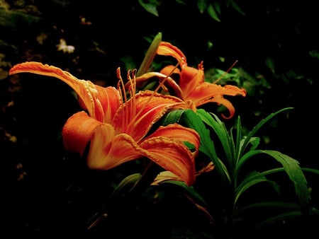 Night Flowers - flowers, nature, beautiful, photography, night, lily