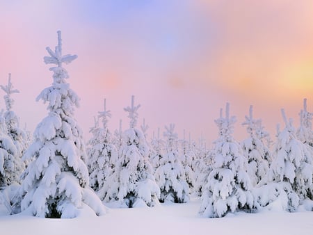 Trees dressed with snow - nature, landscape, snow, pine, winter, tree, sunset