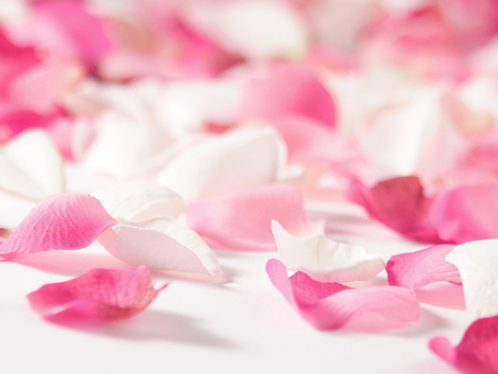 Petals - white, pink, petals, tenderness, beauty, harmony, rose petals