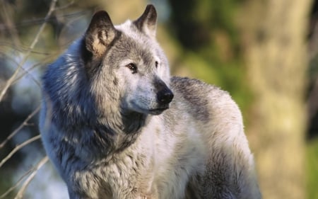 Eurasian gray wolf