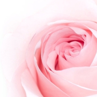 Soft pink rose