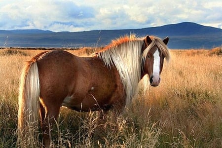 Wild Horse - picture, horse, cool, wild