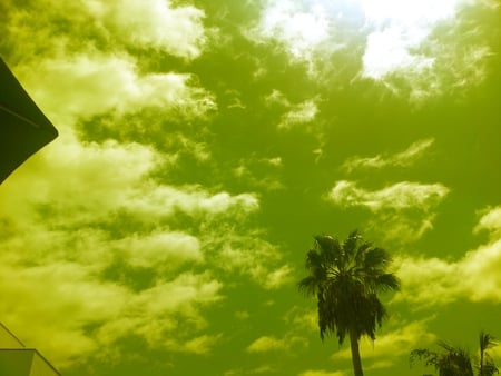 Time stand still - green, sky, modified, palm