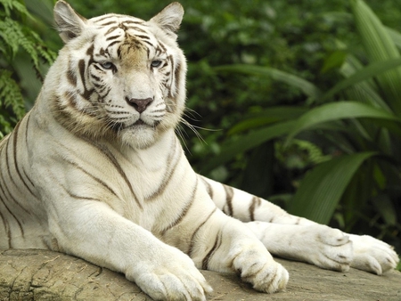 White bangle tiger at rest - wildlife, feline, rest, tiger, bangle