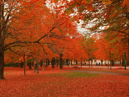 Red field - forest, path, field, tree, nature