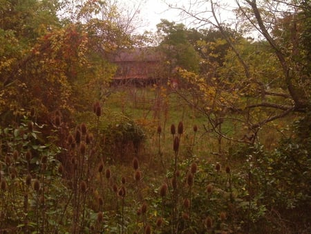 Old Barn - nature, trees, tin roof, barn